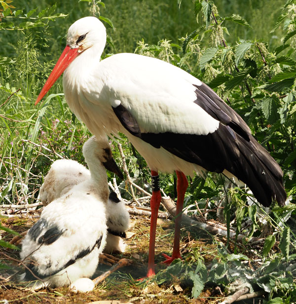 Weißstorch, Ciconia ciconia mit Jungen